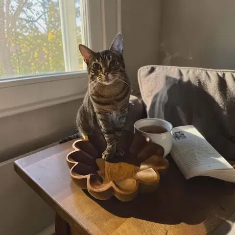Macy Felv Foster Cat - Domestic Short Hair
