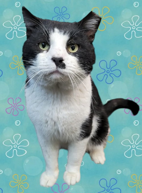 picture of the cat needing adoption