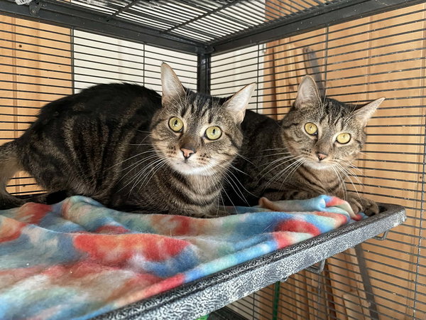 Noodle bonded with Cuddles