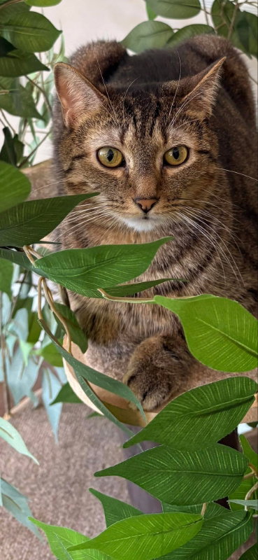 Noodle, Adult Domestic Short Hair / Mixed (short coat), cat for adoption in Hagerstown, Maryland