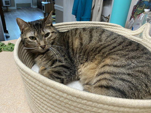 Noodle, Adult Domestic Short Hair / Mixed (short coat), cat for adoption in Gaithersburg, Maryland