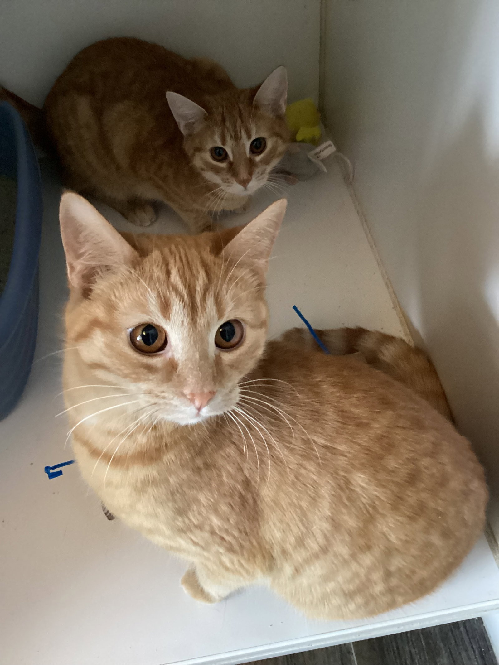Orange Crush (foster cat)