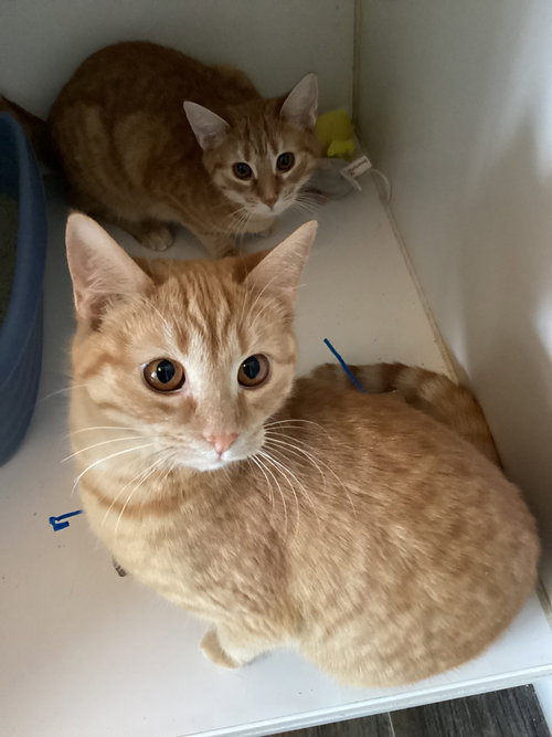 picture of the cat needing adoption
