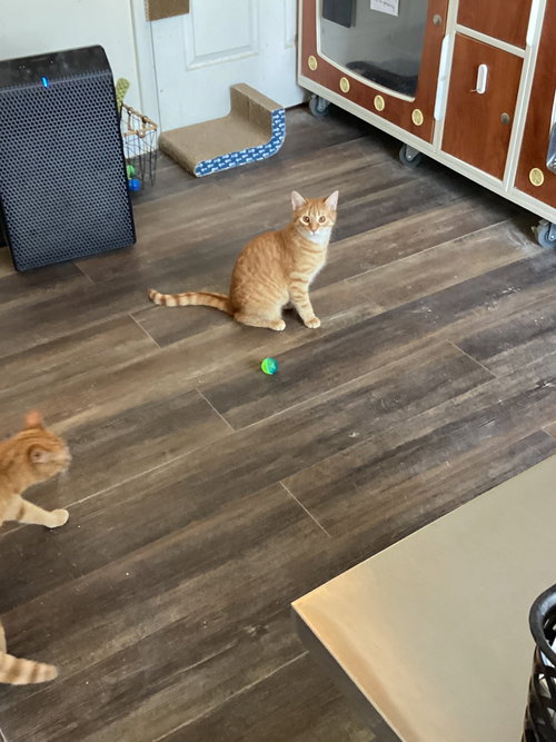 Tang (foster cat), Young Domestic Short Hair (short coat), cat for adoption in Hagerstown, Maryland