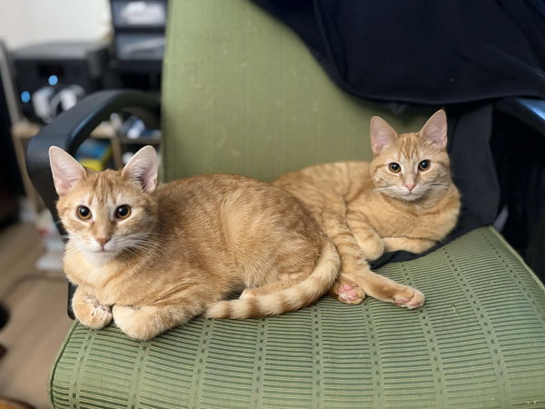 Tang (foster cat)