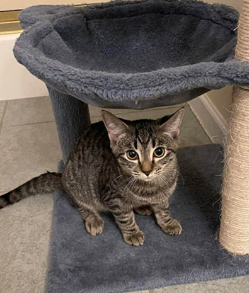 picture of the cat needing adoption