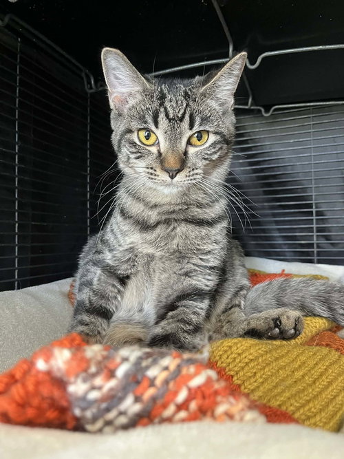 Twinkle, an adoptable Domestic Short Hair in Gettysburg, PA