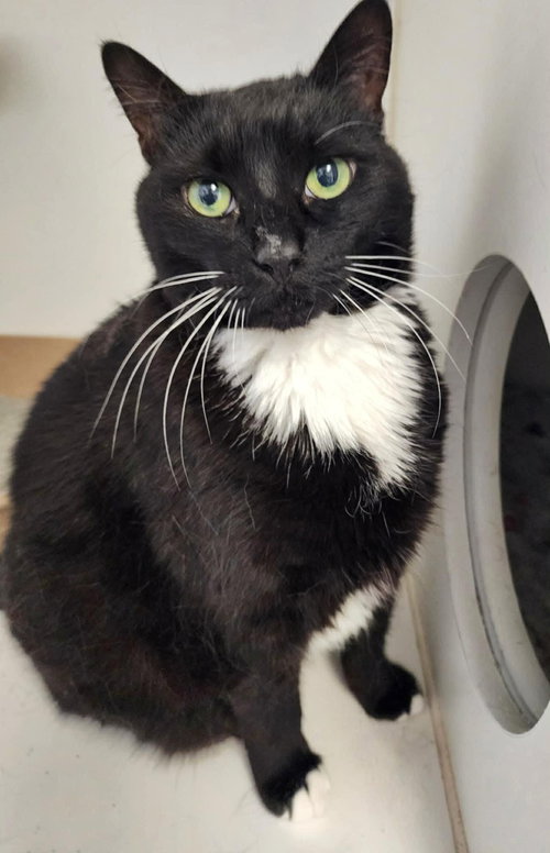 picture of the cat needing adoption