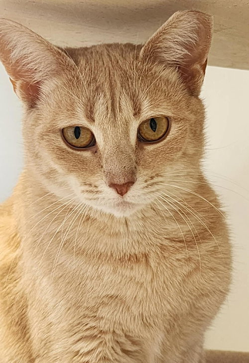 Jenny, Adult Domestic Short Hair / Mixed (short coat), cat for adoption in Hagerstown, Maryland