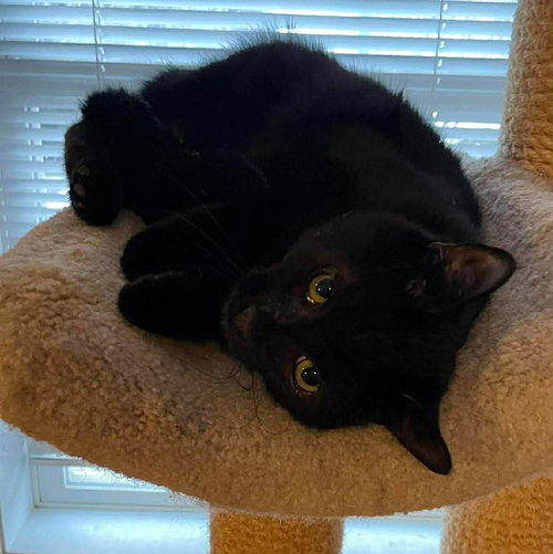 Archer, an adoptable Domestic Short Hair in Gettysburg, PA
