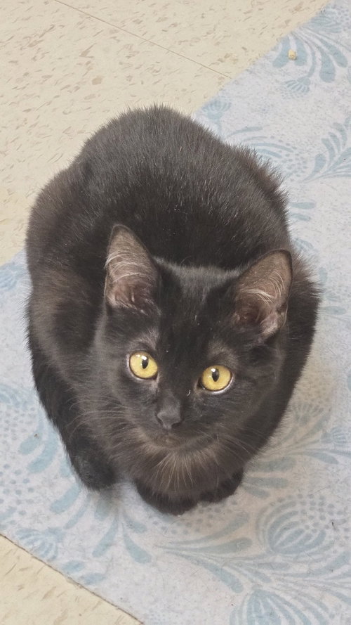 Boomerang (foster cat), an adoptable Domestic Short Hair in Gettysburg, PA
