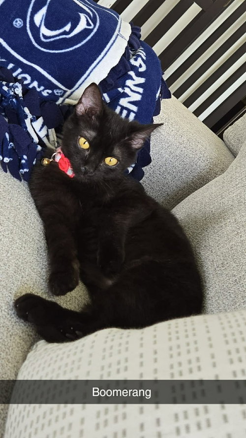 Boomerang (foster cat), Young Domestic Short Hair / Mixed (medium coat), cat for adoption in Hagerstown, Maryland