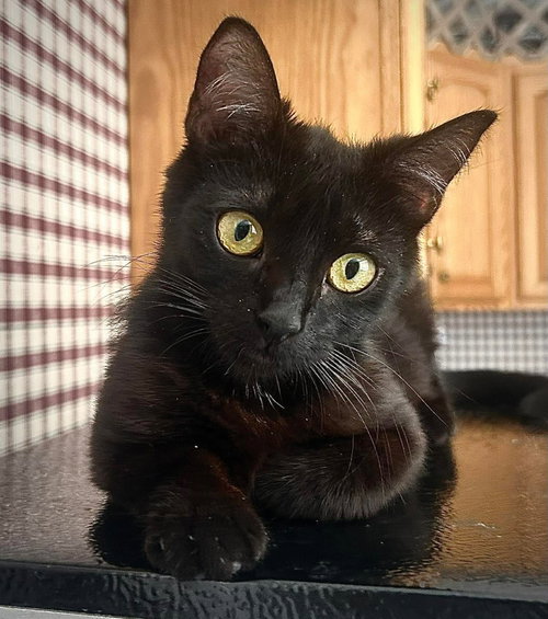Boomerang, Young Domestic Short Hair / Mixed (medium coat), cat for adoption in Frederick, Maryland
