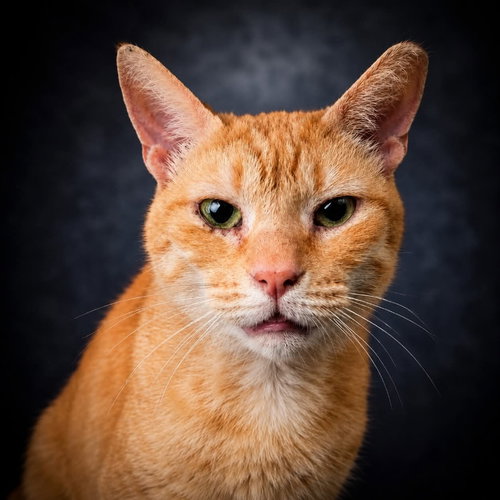 Queso