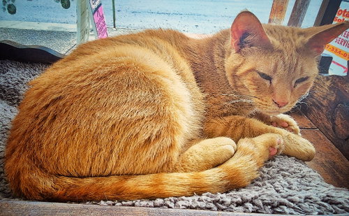Photo 3 of Queso