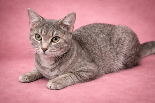Dove (foster cat) bonded with Goose, an adoptable Domestic Short Hair in Gettysburg, PA