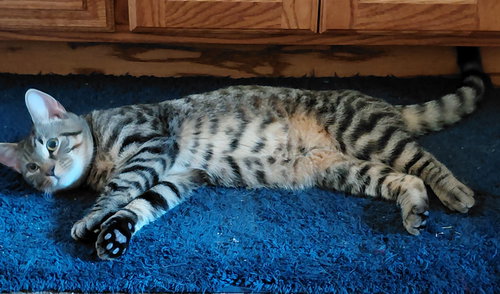 Goose (foster cat) bonded with Dove, an adoptable Domestic Short Hair in Gettysburg, PA