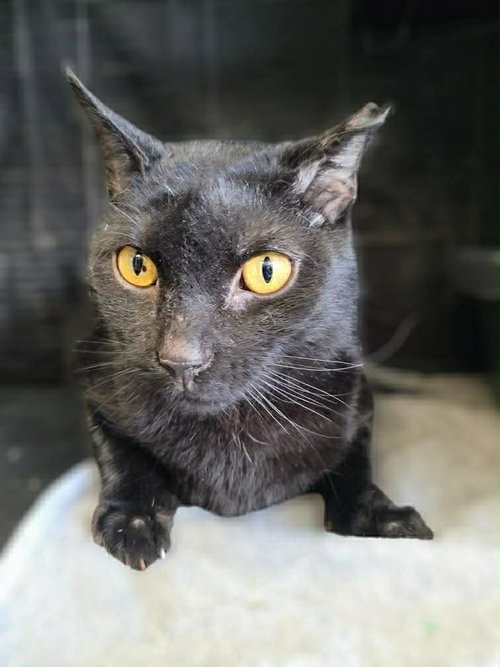Anubis, an adoptable Domestic Short Hair in Gettysburg, PA