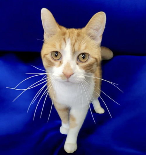 Loki, an adoptable Domestic Short Hair in Gettysburg, PA