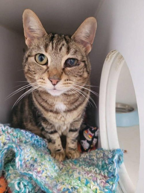 Froto, an adoptable Domestic Short Hair in Gettysburg, PA