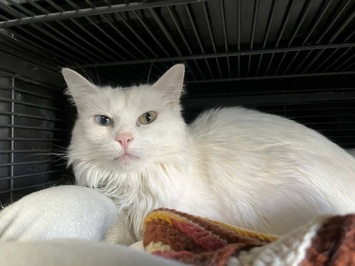 Snowy, an adoptable Domestic Long Hair in Gettysburg, PA