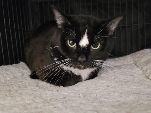 Max (FIV+), Adult Domestic Short Hair / Mixed (medium coat), cat for adoption in Hagerstown, Maryland