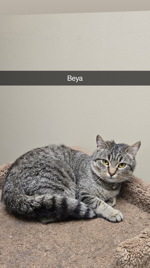 Beya (foster cat), an adoptable Domestic Short Hair in Gettysburg, PA