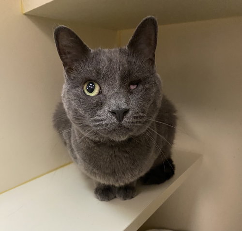 Wiwa, Adult Domestic Short Hair / Mixed (short coat), cat for adoption in Hagerstown, Maryland