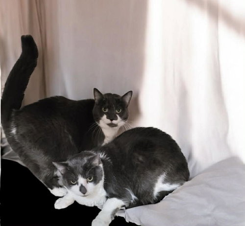 Ali (bonded with Button), Domestic Short Hair / Mixed (medium coat), cat for adoption in Hagerstown, Maryland