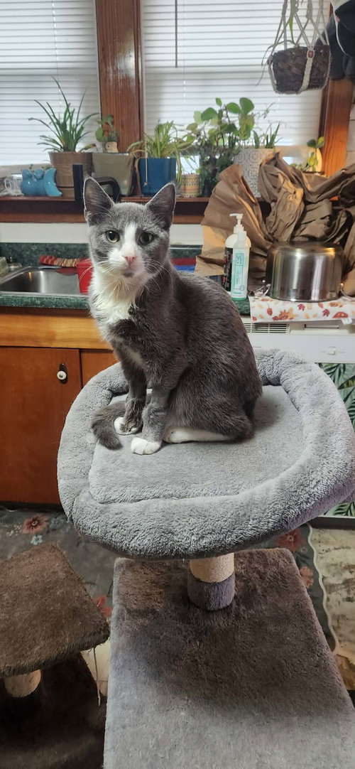 Stone (foster cat), Young Domestic Short Hair / Mixed (short coat), cat for adoption in Hagerstown, Maryland