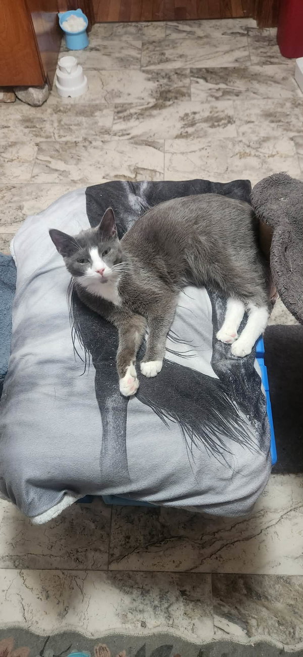 Stone (foster cat)