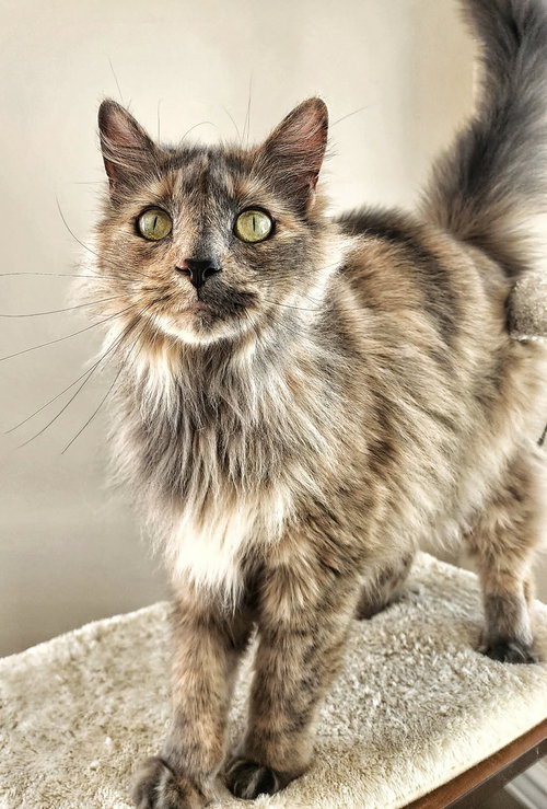 Faith, Adult Domestic Long Hair / Mixed (long coat), cat for adoption in Hagerstown, Maryland