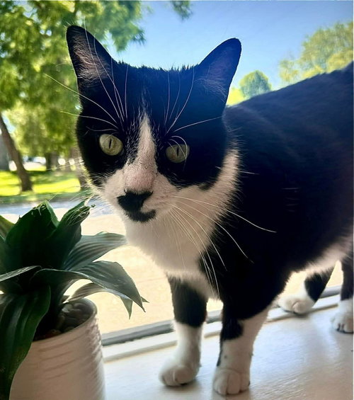 Hope, Adult Domestic Short Hair / Mixed (short coat), cat for adoption in Hagerstown, Maryland