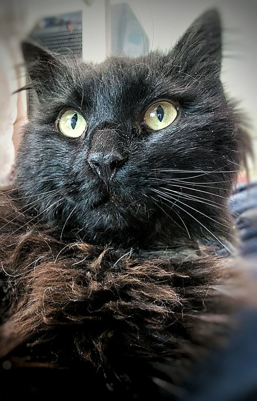 Licorice, Adult Domestic Long Hair / Mixed (long coat), cat for adoption in Hagerstown, Maryland