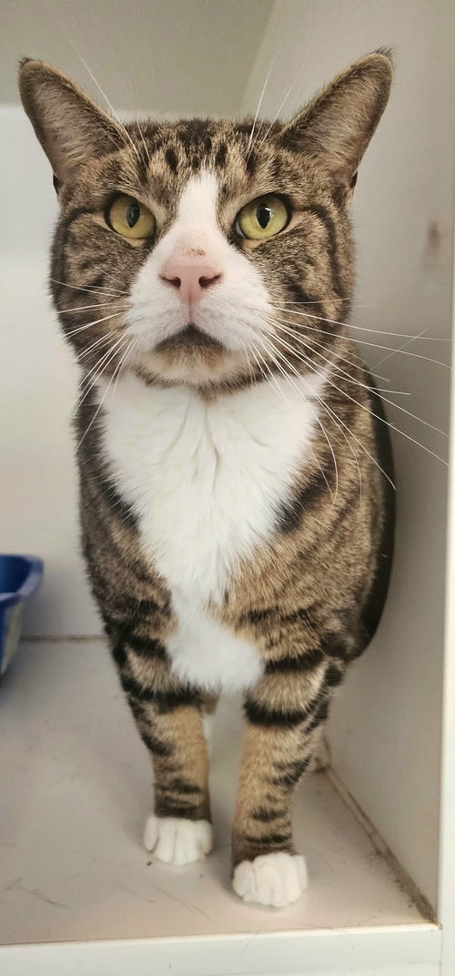 Meatloaf, Adult Domestic Short Hair / Mixed (short coat), cat for adoption in Hagerstown, Maryland