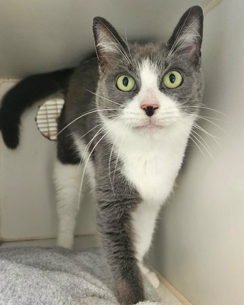 Haven, Adult Domestic Short Hair / Mixed (short coat), cat for adoption in Hagerstown, Maryland