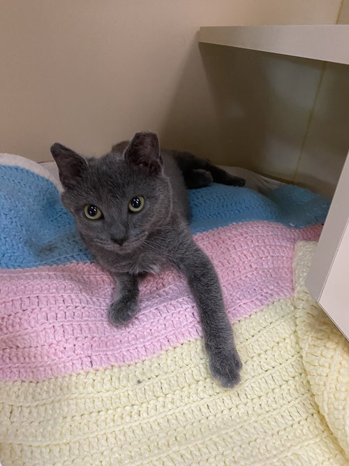 Bambina, Young Domestic Short Hair / Mixed (short coat), cat for adoption in Hagerstown, Maryland