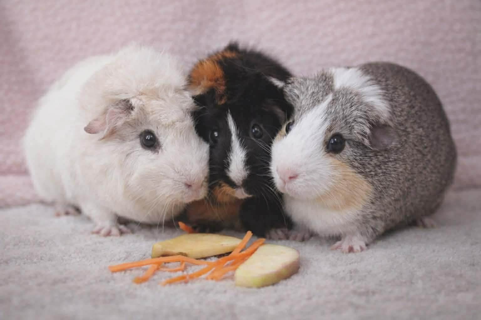 Coconut, Butterscotch, Cali (bonded guinea pigs)