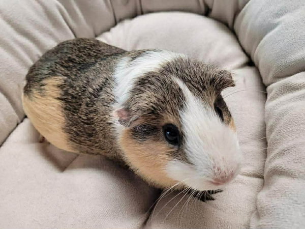 Coconut, Butterscotch, Cali (bonded guinea pigs)