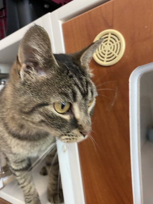 Madam, an adoptable Domestic Short Hair in Gettysburg, PA