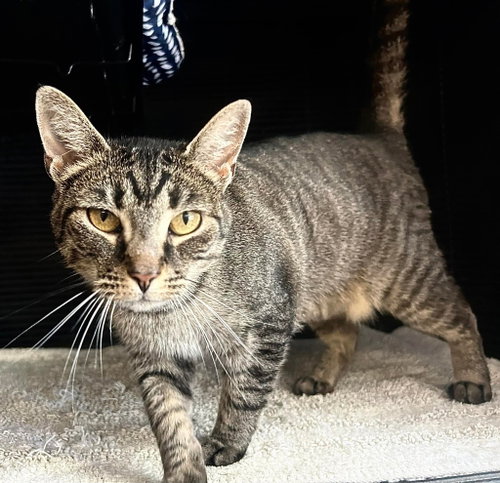 Madam, Young Domestic Short Hair / Mixed (short coat), cat for adoption in Hagerstown, Maryland