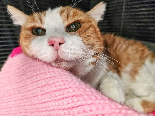 Marshmallow, an adoptable Domestic Short Hair in Gettysburg, PA