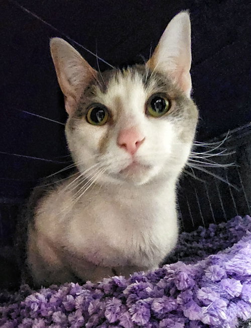Sunflower, an adoptable Domestic Short Hair in Gettysburg, PA