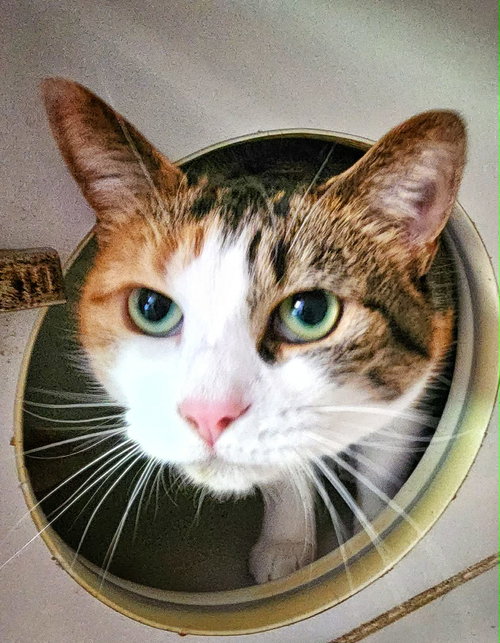 Louisa, an adoptable Domestic Short Hair in Gettysburg, PA