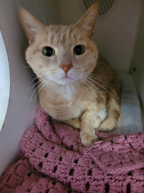 Cheese, an adoptable Domestic Short Hair in Gettysburg, PA