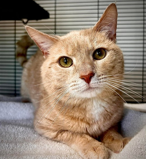 Cheese, Adult Domestic Short Hair / Mixed (short coat), cat for adoption in Frederick, Maryland