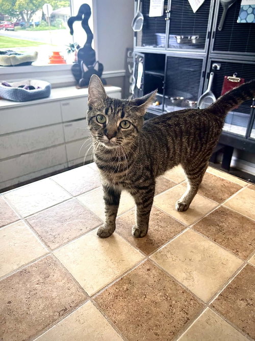 Cabby, an adoptable Domestic Short Hair in Gettysburg, PA