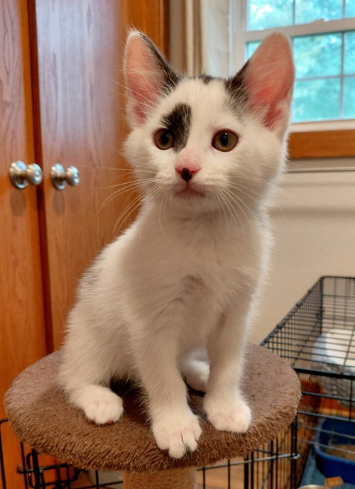 Spot (foster cat) bonded with Dot, an adoptable Domestic Short Hair in Gettysburg, PA
