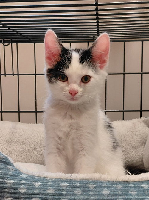 Dot (foster cat) bonded with Spot, an adoptable Domestic Short Hair in Gettysburg, PA