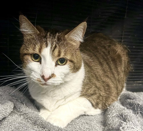 Cece, an adoptable Domestic Short Hair in Gettysburg, PA